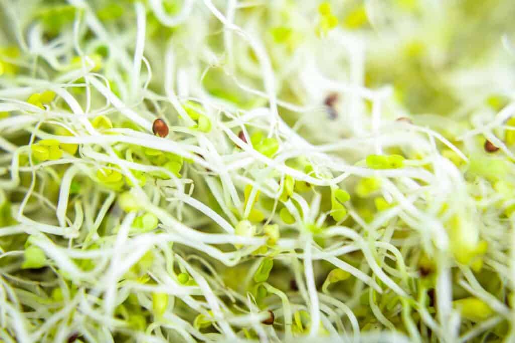 A close up of green sprouts in a pot.