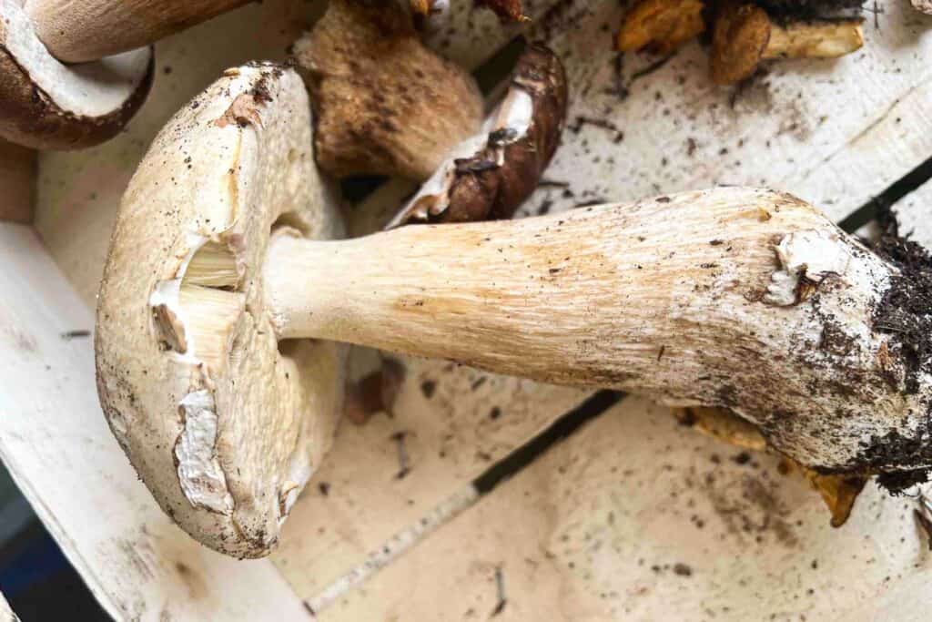 A pile of mushrooms on a wooden table.