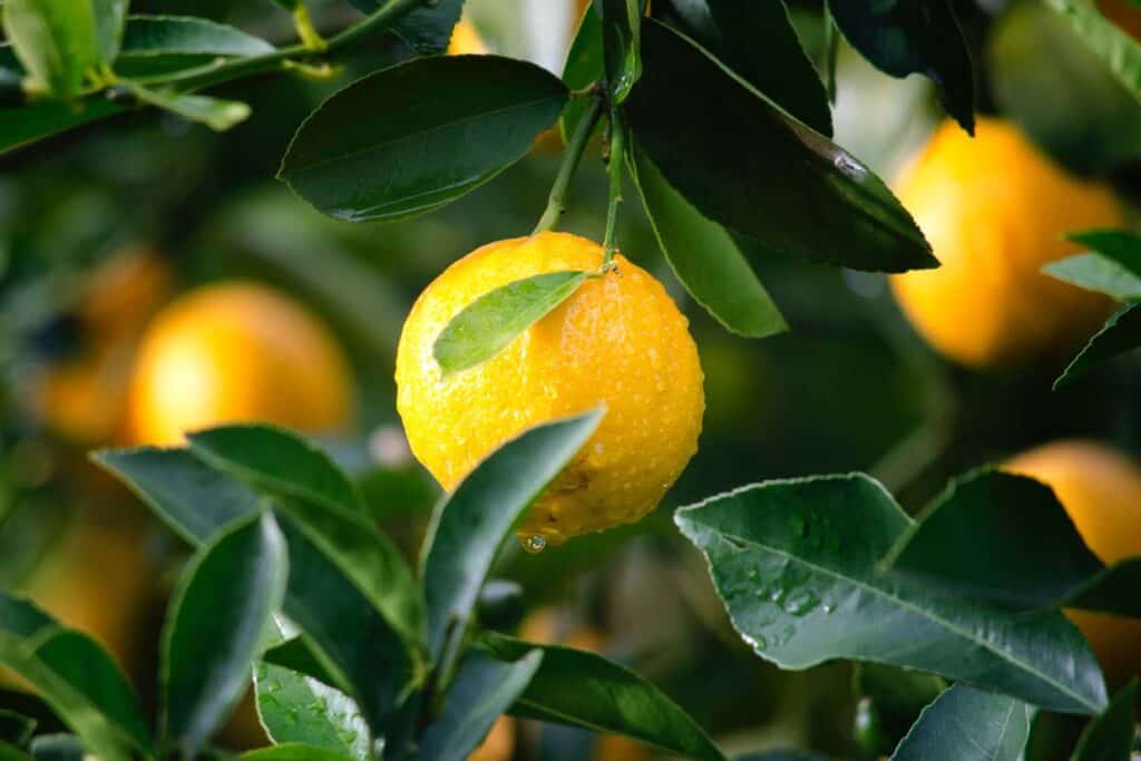 A lemon tree with leaves and lemons on it.